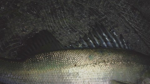 4tkx24arddctt56wrpgj_480_480-6d9887d0.jpg