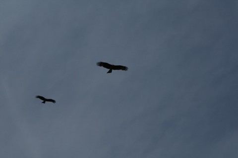 4tmbawf8u3kio9sr75hz_480_480-722fd87a.jpg