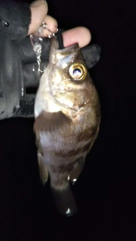4u2tycdjnruemrbnx6og_480_480-8731cc58.jpg