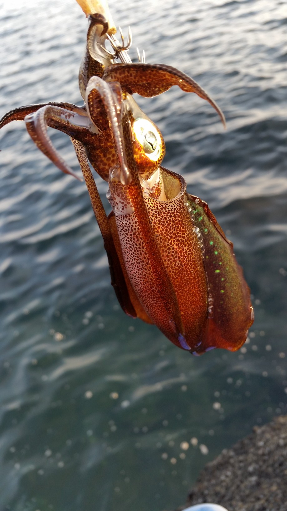 釣りログ 三浦半島のイカ釣り事情 釣りログ 三浦半島のイカ釣り事情