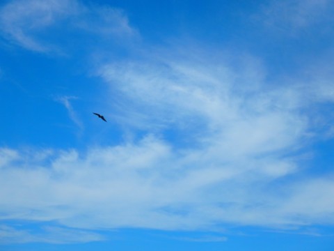 4wr8bbpu5ho9t9xfgo6m_480_480-27f60da5.jpg