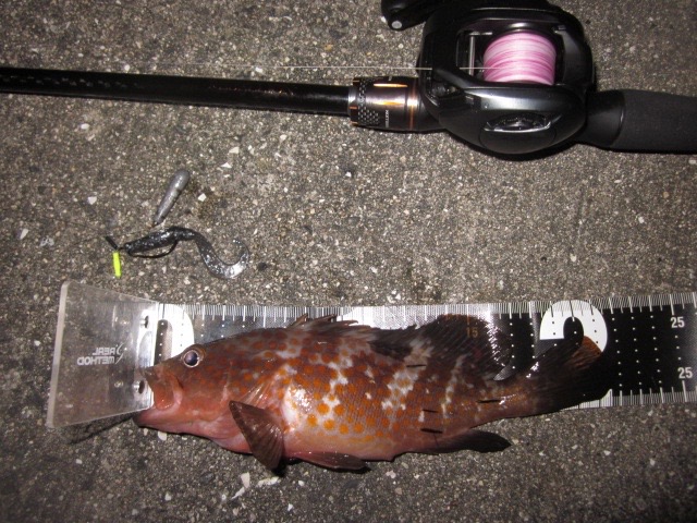 とくちゃんのぶち釣っちゃるんじゃけ 久しぶりのとびしま 洗礼