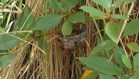 4xhpnnsrxsr99apxtaa3_480_480-c5040969.jpg