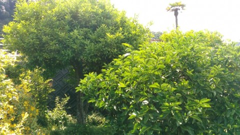 4xsykou3zbum9oertrsz_480_480-58f9d8d3.jpg