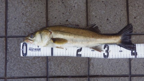 4yjigghnzt94yx4gi663_480_480-c6241982.jpg