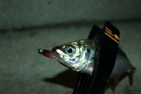 4zrvpjcb38ccjk527bvd_480_480-68c2b8c5.jpg
