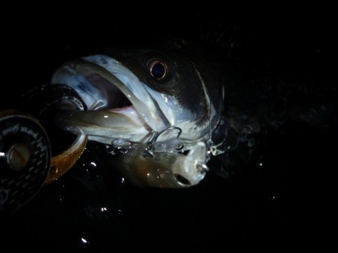 52hh39xjmpk9pkrerhww_480_480-2d9e4175.jpg