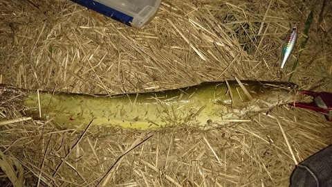 52j4htyjjhem9jychhgk_480_480-c4b72029.jpg