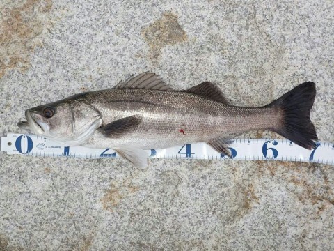 52ky84nmkfa724swdzbt_920_690-97476306.jpg