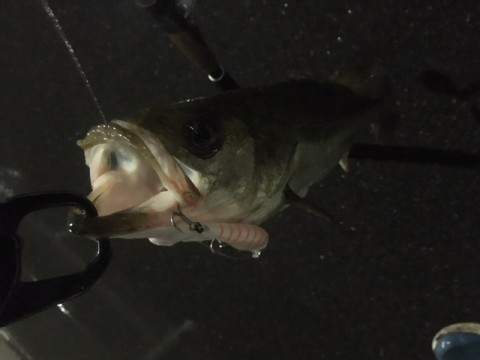 52o6xmfc9pvr7rmayg8f_480_480-d7552d62.jpg