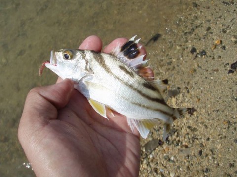 52zj4c2w7rifov6x5w7p_480_480-29f249c0.jpg