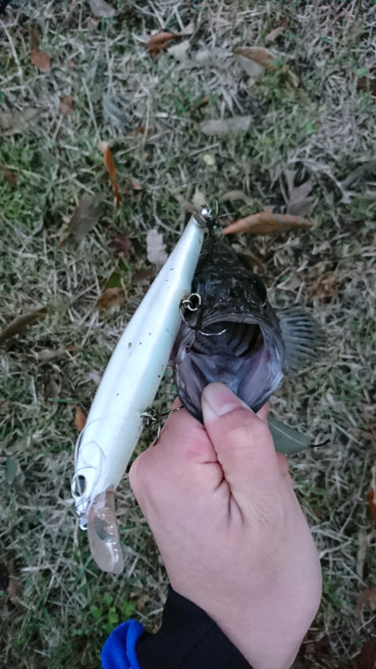 釣り好きまえりんの戯言 ビッグベイトシーバスのはずが 釣り好きまえりんの戯言 ビッグベイトシーバスのはずが
