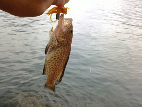 53kg8burjj7gn9e2jnyh_480_480-76ddeb79.jpg