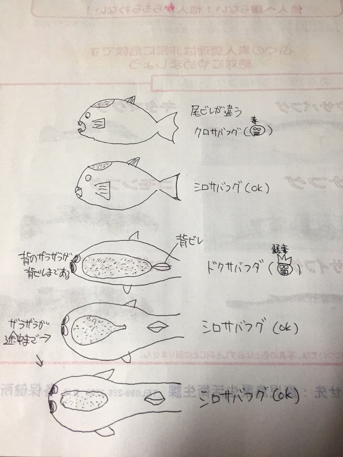 大隅釣り走り それいけ 太郎丸 シロサバフグ 毒なし に激似のドクサバフグ 猛毒 に注意