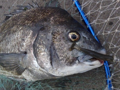 54kz7hsoufz7pxpc9fih_480_480-e324d242.jpg