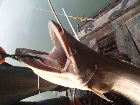 55u2oacttpwi4oaruu99_480_480-fa5281c6.jpg