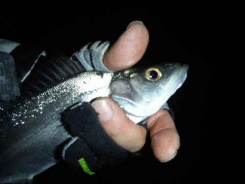 55w2euwguhei2fobp8nt_480_480-57599a01.jpg