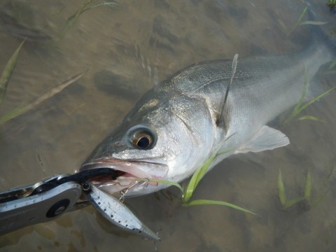 56m5goagn8cv6riich7n_480_480-732c57d7.jpg