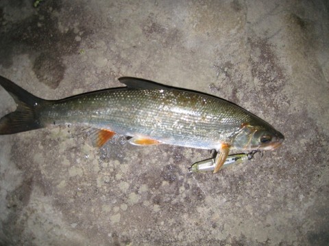 57fkph2vjy8rkvnwwbvc_480_480-04616d43.jpg