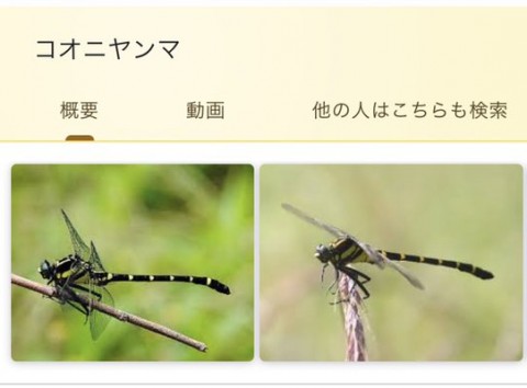 57onghn9st56vtgxa4ur_480_354-3a7c2c90.jpg