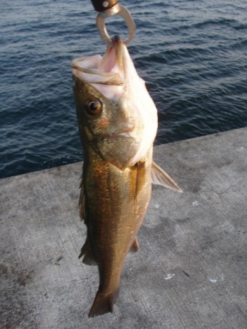 57rkbp5oz54jhx4rxs8n_480_480-88de48de.jpg