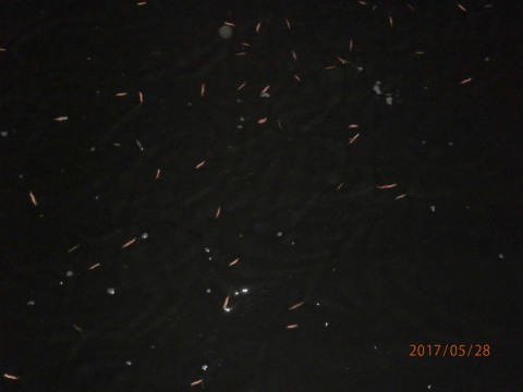 598kyjm82z2wv8cpjvsg_480_480-131df03e.jpg