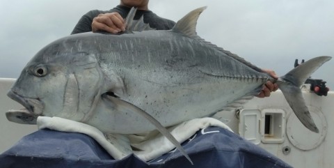 屋久島　GTキャスティング　GTフィッシング　フィスニック　FISNIC　遊漁船　釣り 　釣果　吐噶喇列島　トカラ列島　口之島　口永良部島　中之島　オフショアキャスティング　オフショアフィッシング　トップウォーター　ルアーフィッシング　GT　ジャイアントトレバリー