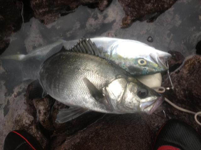 Tight Line ヒラスズキの それ 間違い Tight Line ヒラスズキの それ 間違い
