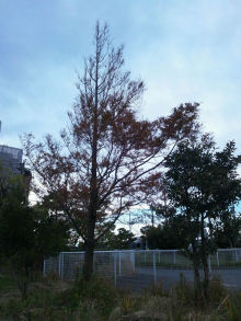 5a5r4jgtwyircot645y6-800abc70.jpg