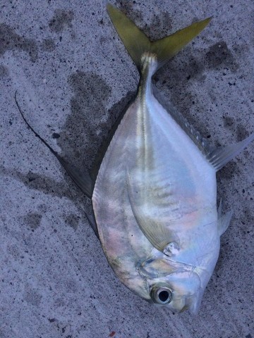 5bjhcr3vowiu4pisc8a7_480_480-5791af85.jpg