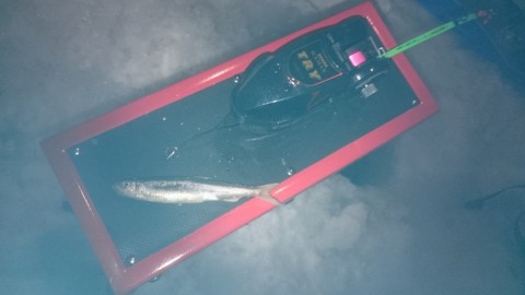 5d7j89yemimwarpire8z_480_480-466541d4.jpg