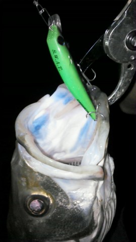 5en3trn3gw6ag8ncnbsn_480_480-6efa525a.jpg