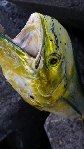 5ghtyagr6v9pxw4nve75_518_920-81c7e433.jpg