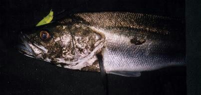 5iyerz5w264d6bsshjiv_403_190-099cffed.jpg