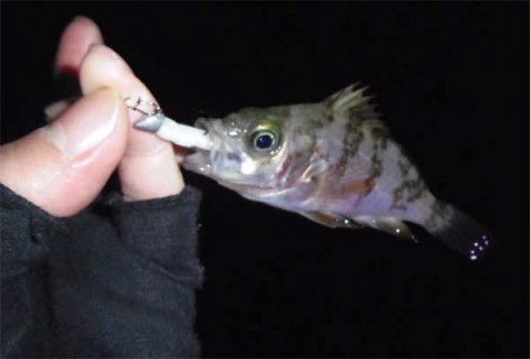 メバリング ワームに替えてもこのサイズ。。。