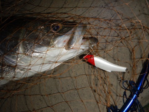 5kcyutka4xnrejfrosnh_480_480-7e503c52.jpg