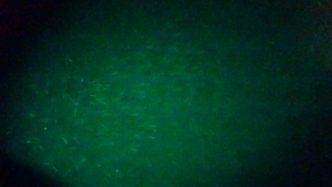 5kojgnnyhrhrkj3wzh45_480_480-1325c3d2.jpg