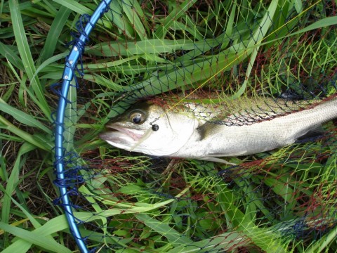 5kujz4fszbufp8b76dhg_480_480-37177950.jpg