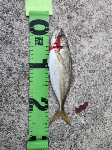 5mn2k8axpk5mkaua2hs7_480_480-da0b68a0.jpg