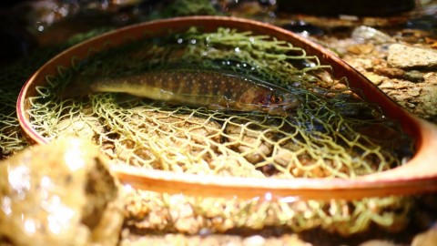 5msbeickeznwkyttzr8j_480_480-60bdbad5.jpg