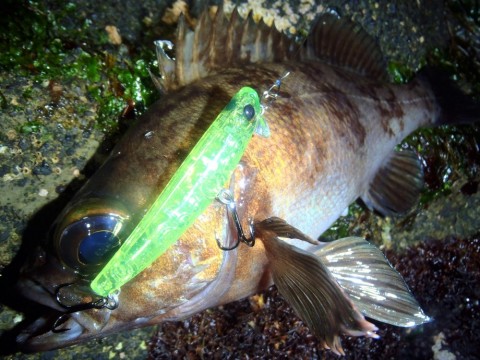 5o9fupijxpsdkrbfp4tb_480_480-eccb9b55.jpg