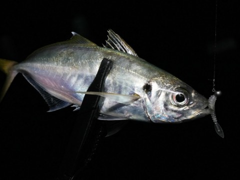 5ofirgsbh97jaw5kto6j_480_480-a5deff2d.jpg