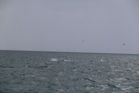 5oiezik7fun62dkfestz_480_480-ea514984.jpg