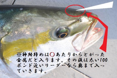 5ojjss8ops7evum824ct_480_480-c589ac64.jpg