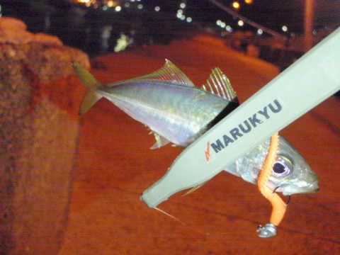 5rn9dtcu6vuov3vkggv4_480_480-6fd562e5.jpg
