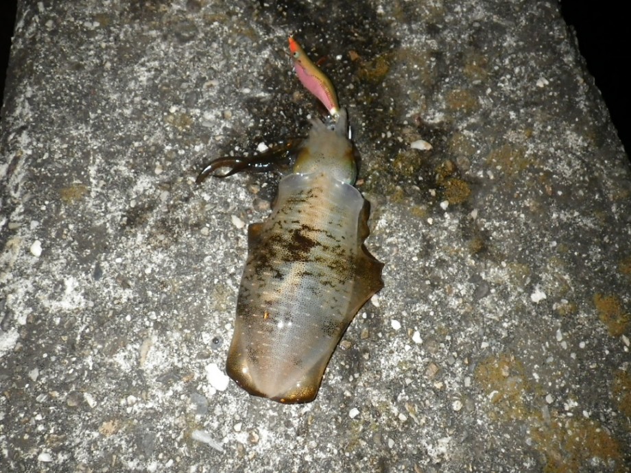 Kamikaze水軍 鳴門アオリ Kamikaze水軍 鳴門アオリ