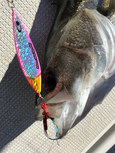 Pure Fishing Japan SaltWater BLOG】 新製品ショアジグ