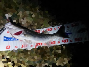 5t9cbwzdgoiooh7gg3ti-d3b64fb5.jpg