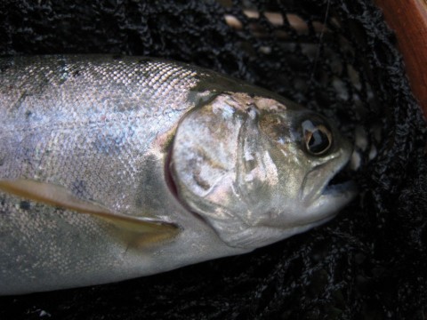 5tgvuhsvtttvc4oa34yp_480_480-780d0995.jpg
