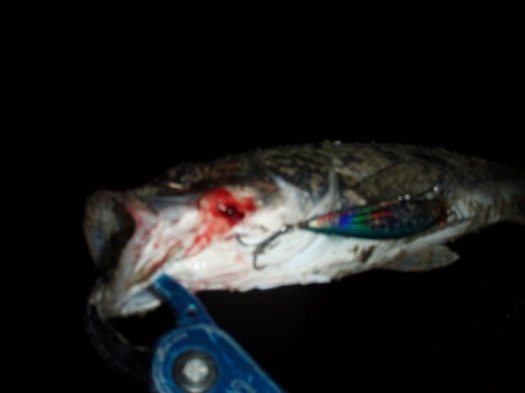 5thinrwhpgd3kzchfzvv_480_480-225d0551.jpg
